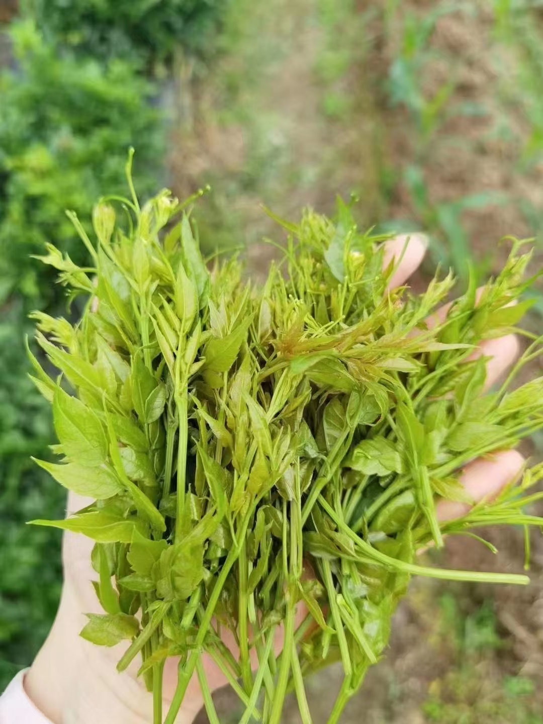 莓茶  藤茶不是茶硬生生的藤植物草。