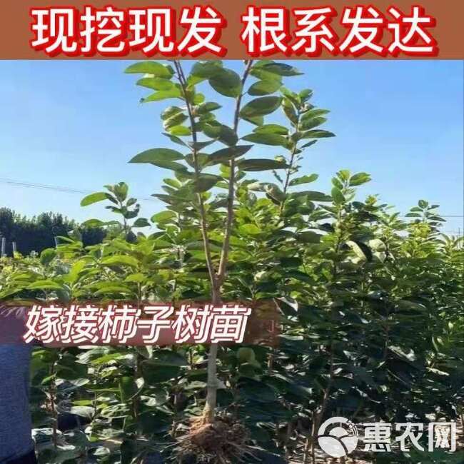 脆柿苗 柿子树苗阳丰甜柿子不暖柿子太秋柿子不暖柿当年挂果南北适宜