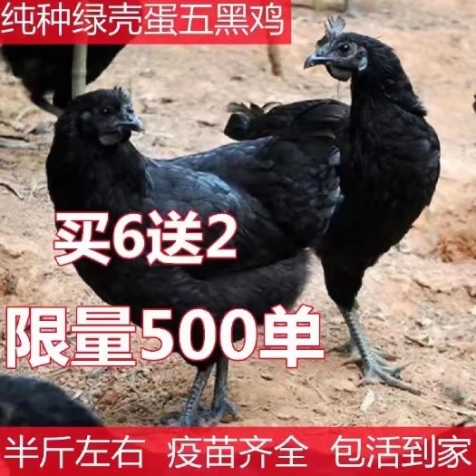 南京 半斤五黑鸡苗纯种五黑一绿鸡活苗绿壳蛋活体苗半大黑鸡买6送2
