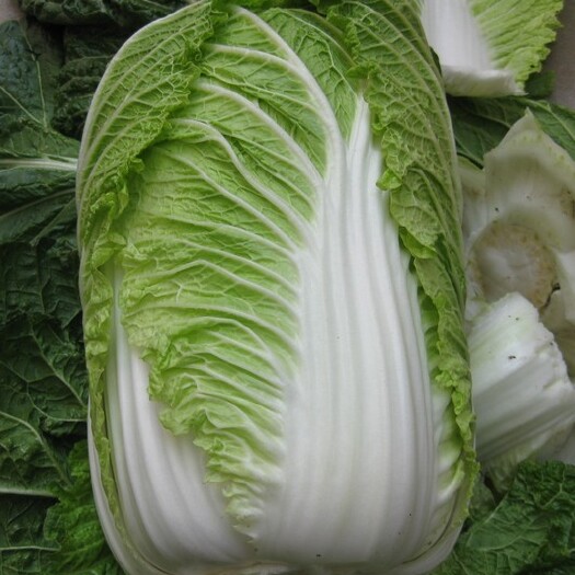 阳高县一级大白菜