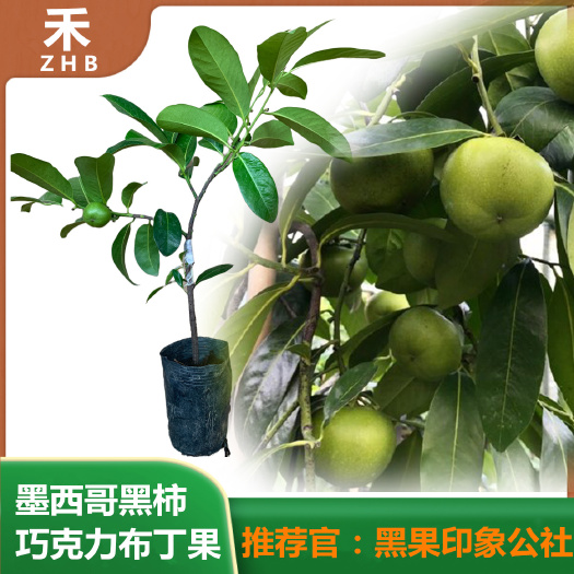 佛山黑柿苗  巧克力布丁果苗（黑柿果苗）