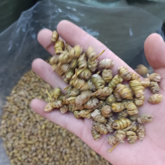 广州 水草石斛，龙头凤尾0.8，虎牙石斛1.0