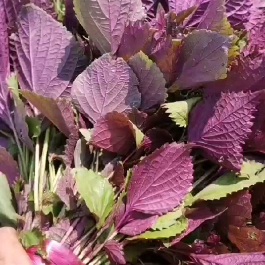 佛山 新鲜紫苏