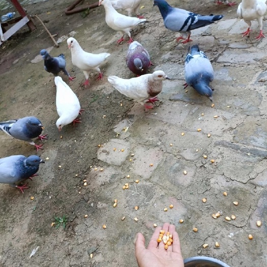 沈丘县 散养肉鸽