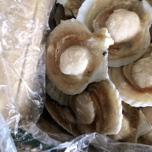 珲春市虾夷扇贝 虾夷扇半壳