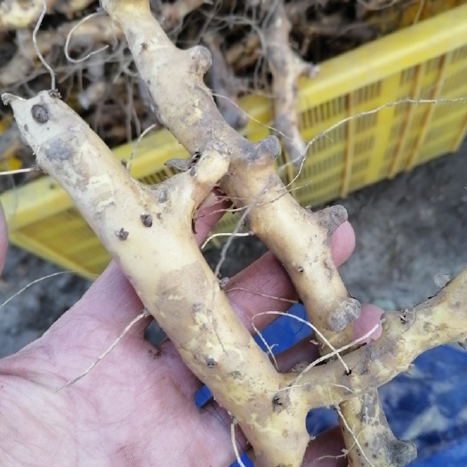 巴彦县穿山龙  大货，纯