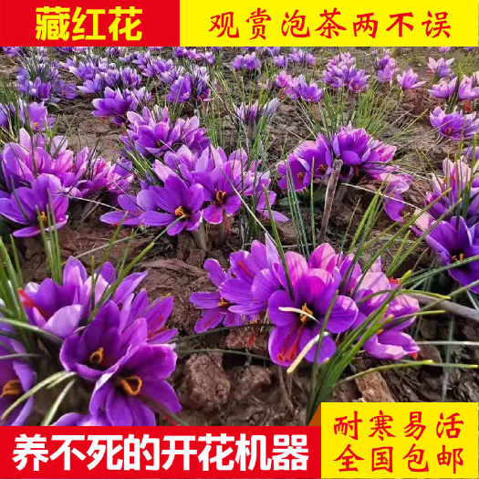 宿迁藏红花种球药用食用番红花盆栽耐寒花卉种子冬季西红花苗球根植