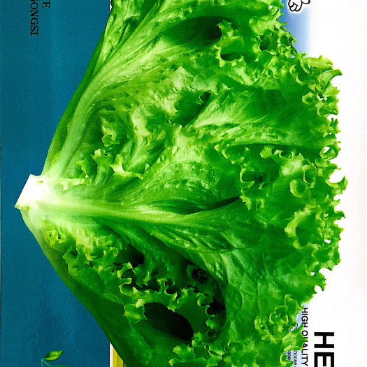 家庭种植瓜果蔬菜种子 玻璃生菜种子