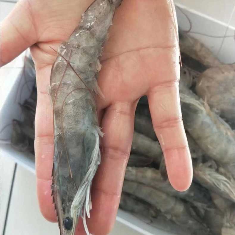 連云港 對蝦速凍對蝦鮮蝦速凍小包裝凍蝦冰蝦新鮮基圍蝦
