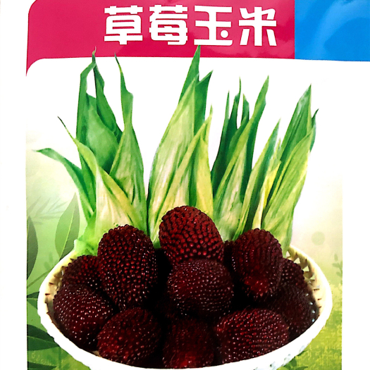 家庭种植瓜果蔬菜种子 草莓玉米种子