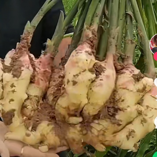 行唐县大姜，姜种批发