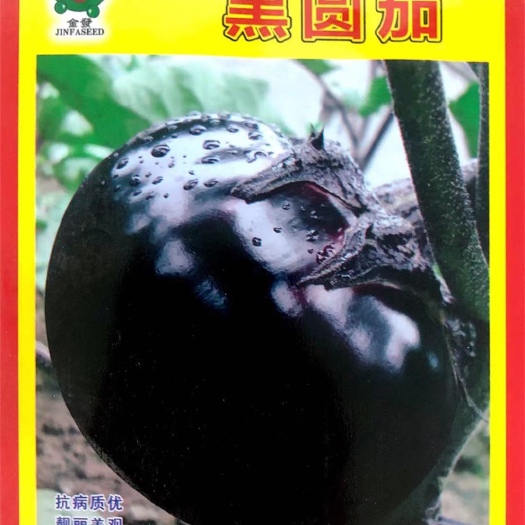 沭阳县家庭种植瓜果蔬菜种子 黑茄子种子