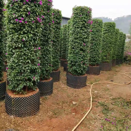 昆明 三角梅花柱 造型三角梅 云南紫三角梅苗