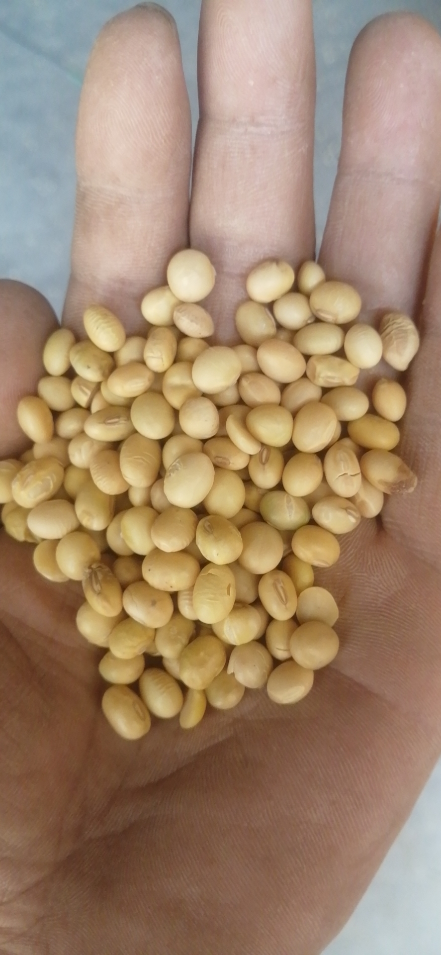 湖北黄豆，中黄豆子，蛋白高， 1等品，1手货源