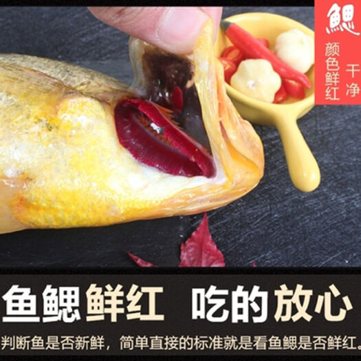 连云港小黄鱼 新鲜海捕小黄花鱼新鲜冷冻生鲜香酥黄花鱼