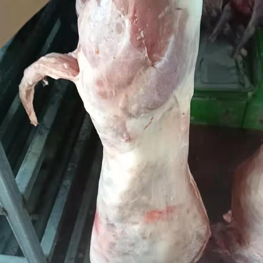 定州市羊肉  烤全羊烧烤专用羊