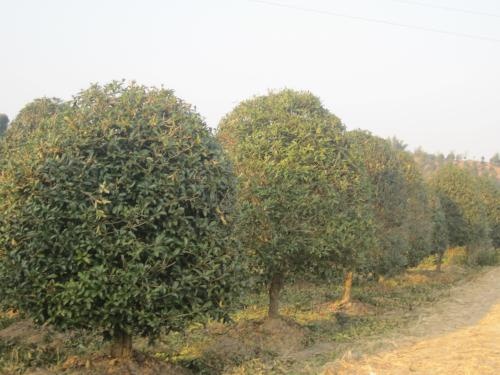 南京 桂花价格，桂花球价格，桂花树价格