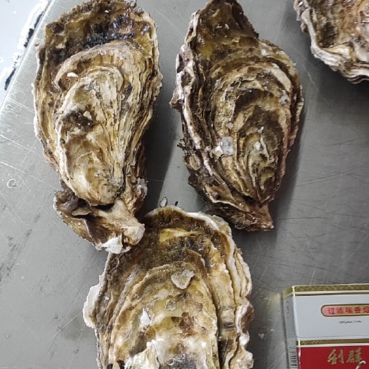 威海三倍体生蚝  乳山生蚝 原产地直供 自己养殖 自己加工 清洗 净化