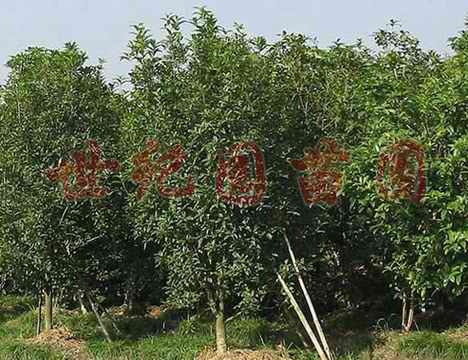 南京 金桂价格，金桂球价格，金桂花球价格
