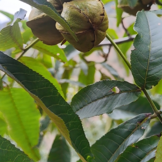 杭州 椒盐，奶油，黑珍珠特好剥山核桃
