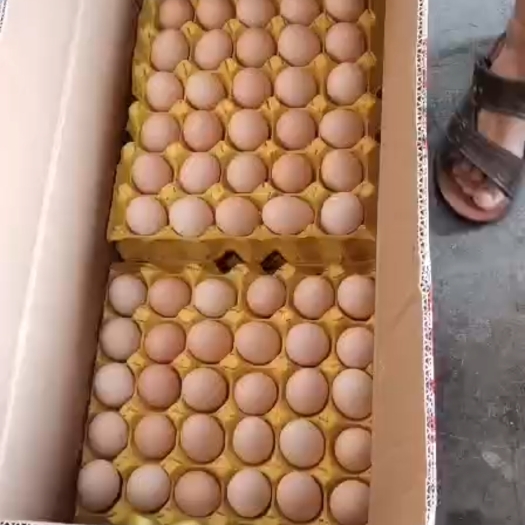 上海粉壳蛋  鸡蛋