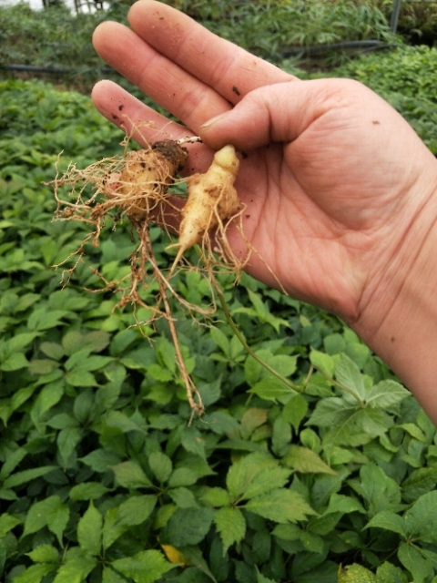 龙陵县竹节参苗，包教技术，欢迎各位老板实地考察