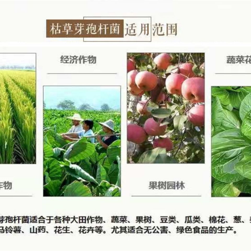 枯草芽孢杆菌 微生物菌剂 抗重茬 防死棵全水溶原菌种绿色生态