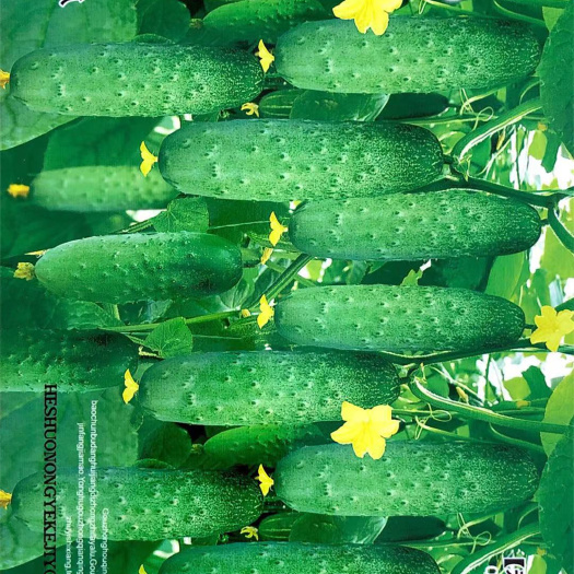 家庭种植瓜果蔬菜种子 挂满架水果黄瓜种子