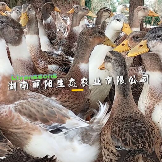 衡阳县麻鸭苗  大种麻鸭肉鸭批发出售另有白番鸭黑麻鸭江南蛋鸭非洲雁