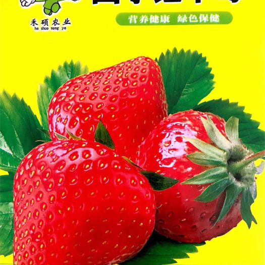 家庭种植瓜果蔬菜种子 四季红草莓种子