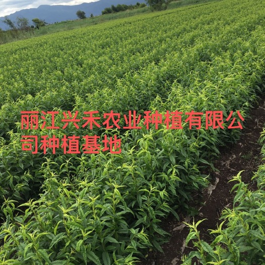 玉龙县 雪桃苗