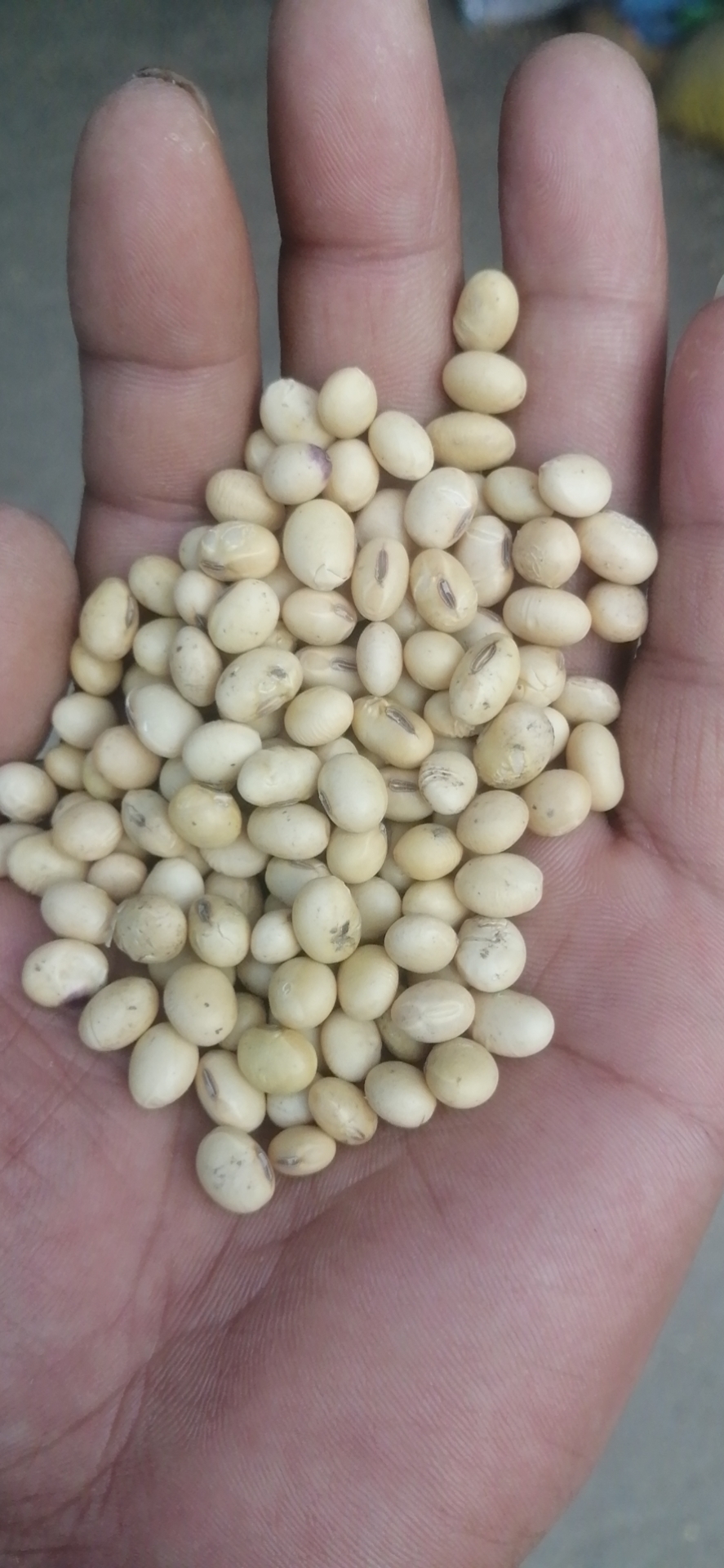 湖北黄豆，中黄豆子，蛋白高， 1等品，1手货源