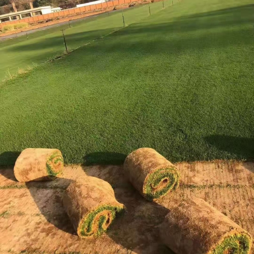 安宁市黑麦草 精品混播