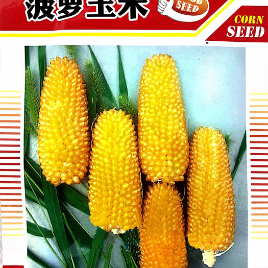 沭阳县YF3240玉米种子  家庭种植瓜果蔬菜种子 菠萝玉米种子