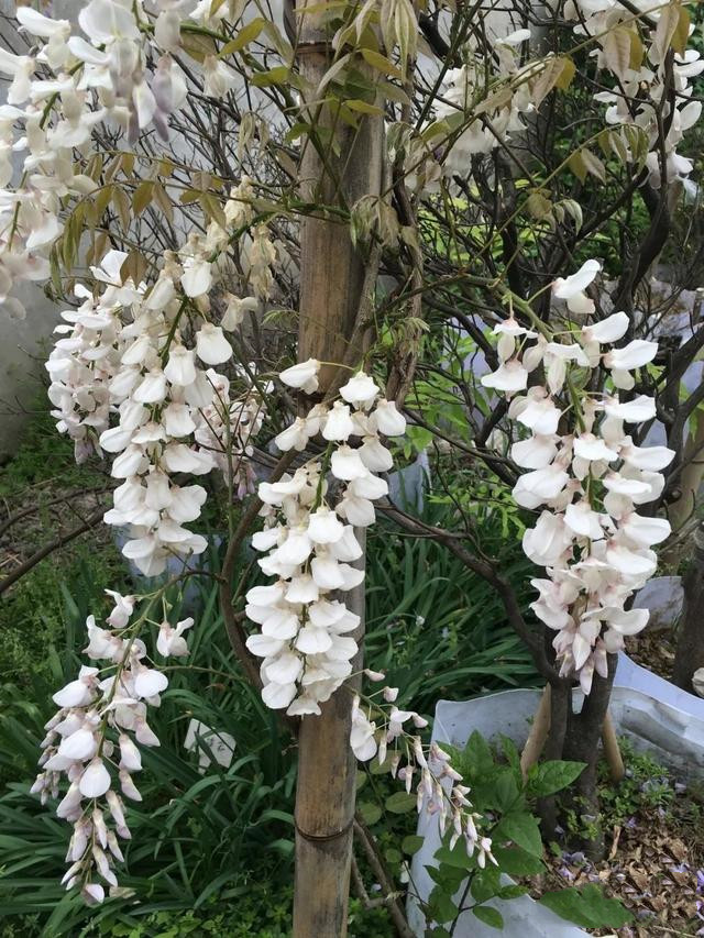 沭阳县白花紫藤  多花紫藤 紫藤花苗树苗爬藤植物紫藤萝四季开花别墅