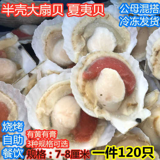 连云港虾夷扇贝鲜活现开半壳超大扇贝肉带黄带壳贝类烧烤食材