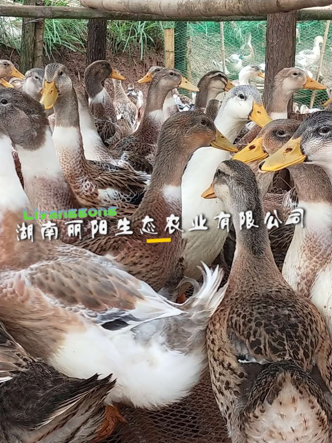 麻鸭苗  大种麻鸭肉鸭批发出售另有白番鸭黑麻鸭江南蛋鸭非洲雁