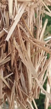 正阳县小麦秸秆 牛 羊 马 