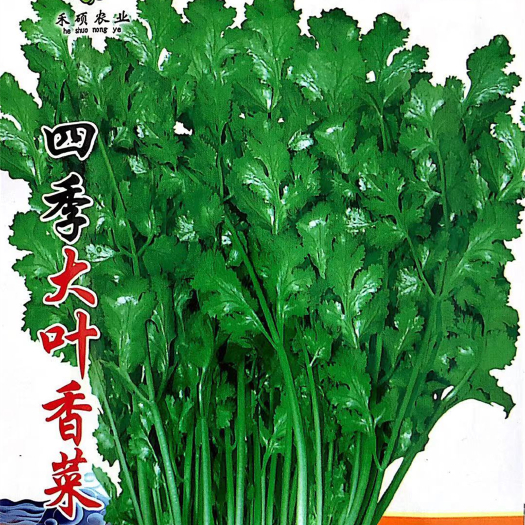 沭阳县家庭种植瓜果蔬菜种子 大叶香菜种子