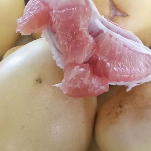 马关县 三红柚