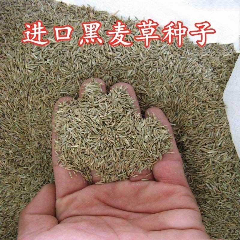 黑麦草种子  冬天耐寒黑麦草子种牧草种籽多年生养殖草牛羊鸡鹅鱼草种子四季青