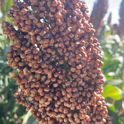 通榆县红高粱  高粱