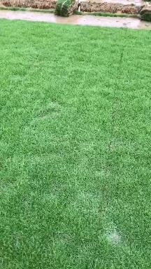 富川县马尼拉草皮  绿化草坪，马尼拉草，广西草皮，贺州草皮，南宁草