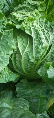 北京新3号 高装包心杠菜