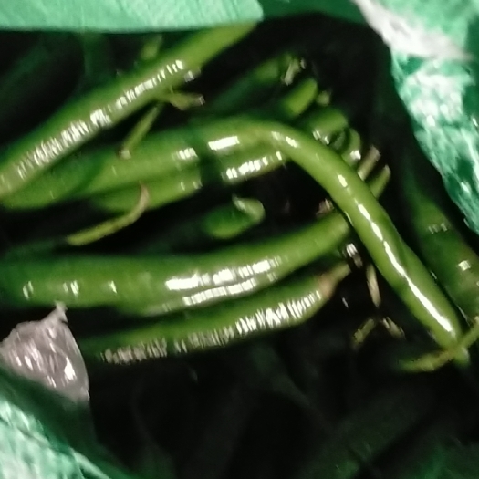 威宁县辣椒 3号青椒
