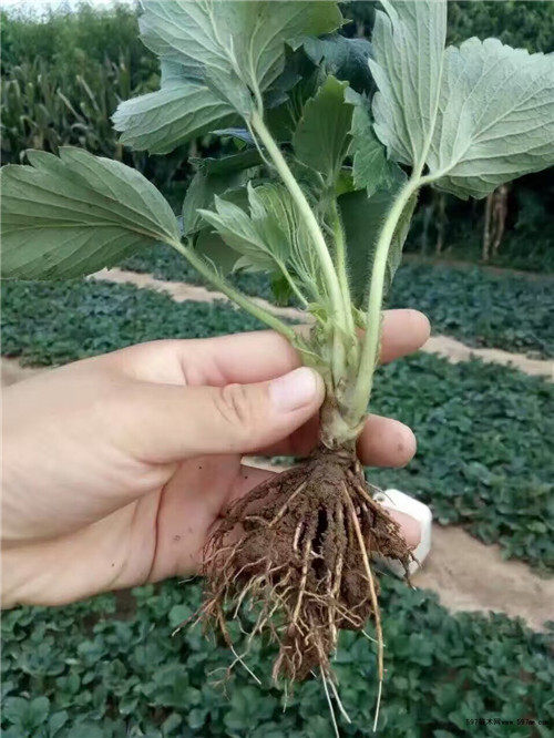 北京草莓苗 优质草莓矮壮大田苗