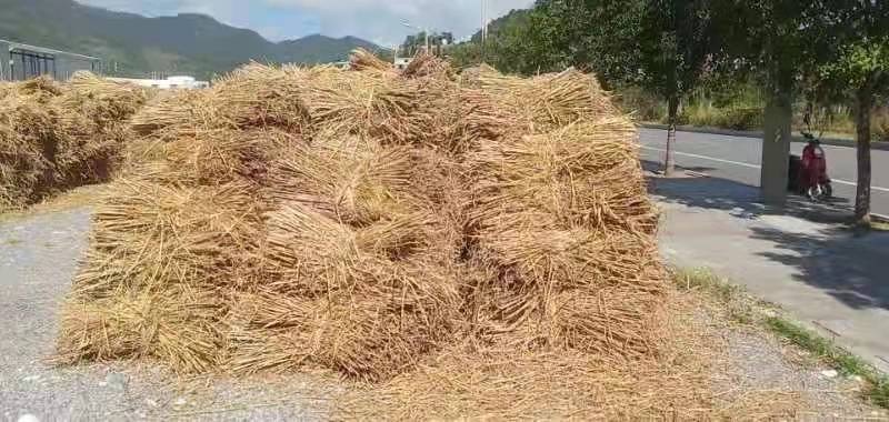 贵阳 稻草