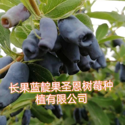 靖宇县蓝靛果苗当年栽苗，当年少量挂果，鲜食，做酒，做饮料等，常年批