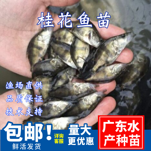 广州桂鱼苗\桂花鱼苗翘嘴鳜鱼苗\基地直批抗病力强\优质桂鱼苗