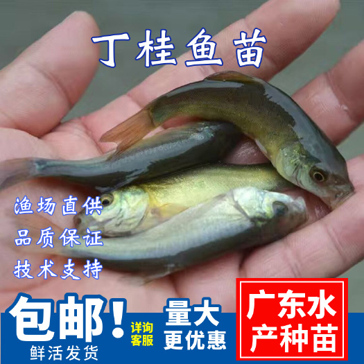 广州丁桂鱼苗\丁贵鱼丁岁鱼苗\生长速度快易养殖\耐活抗病力强